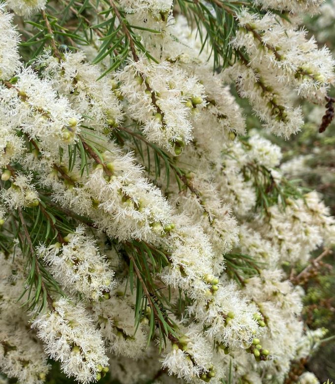 Melaleuca Snowstorm NATIVE