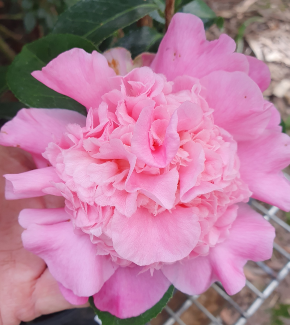Camellia Marie Mackall