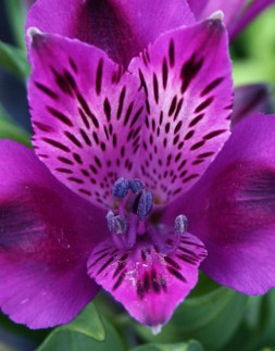Princess Lily Alstromeria Inca Replay