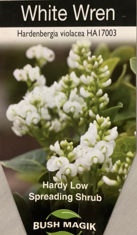 Hardenbergia White Wren
