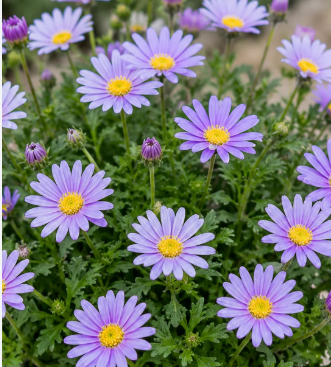Brachyscome Blue Moon NATIVE