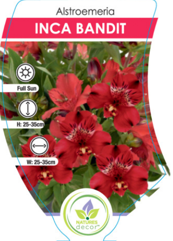 Princess Lily Alstroemeria Inca Bandit