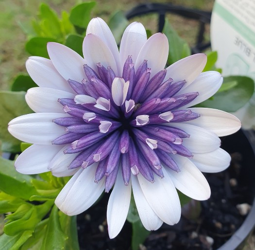 Osteospermum 3D Steel Blue