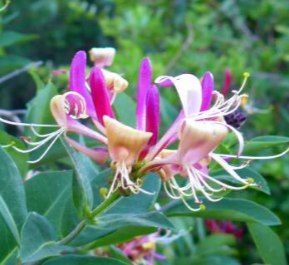Honeysuckle Lonicera Firecracker