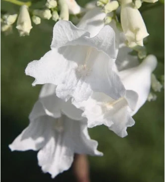 Jacaranda GRAFTED WHITE
