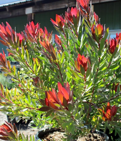 Leucadendron hybrid Red Gem
