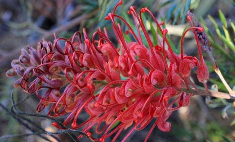 The large, stunning, bright red flower of Grevillea Robyn Gordon.