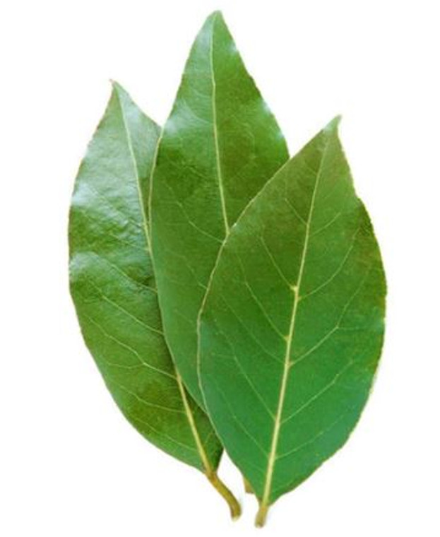 Bay Leaf Laurus Nobilis.