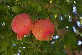 Fruit of Pomegranate Punica granatum.