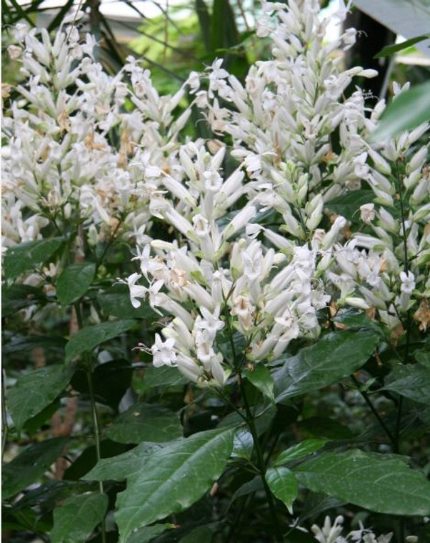 White Candles Whitfieldia longifolia