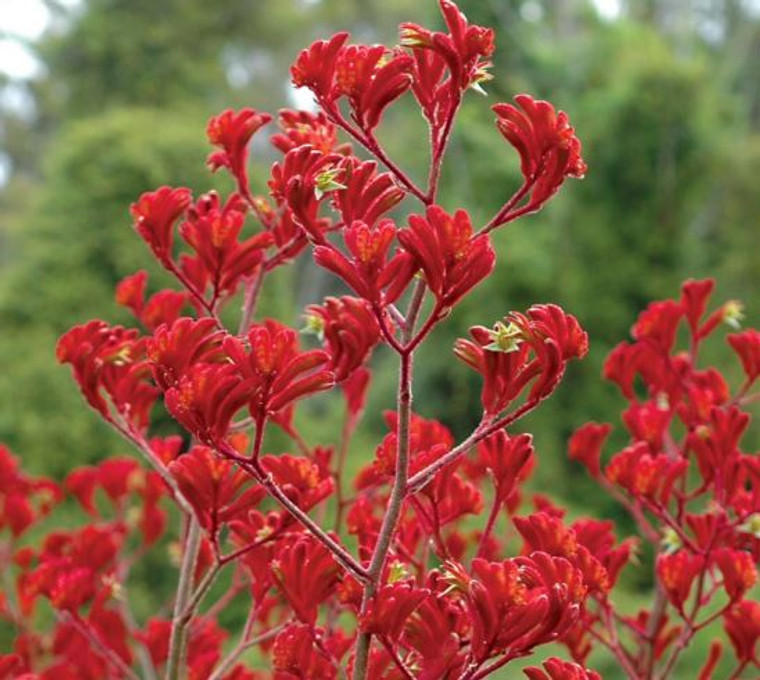 Kangaroo Paw Landscape Scarlet.  Tall and Tough.