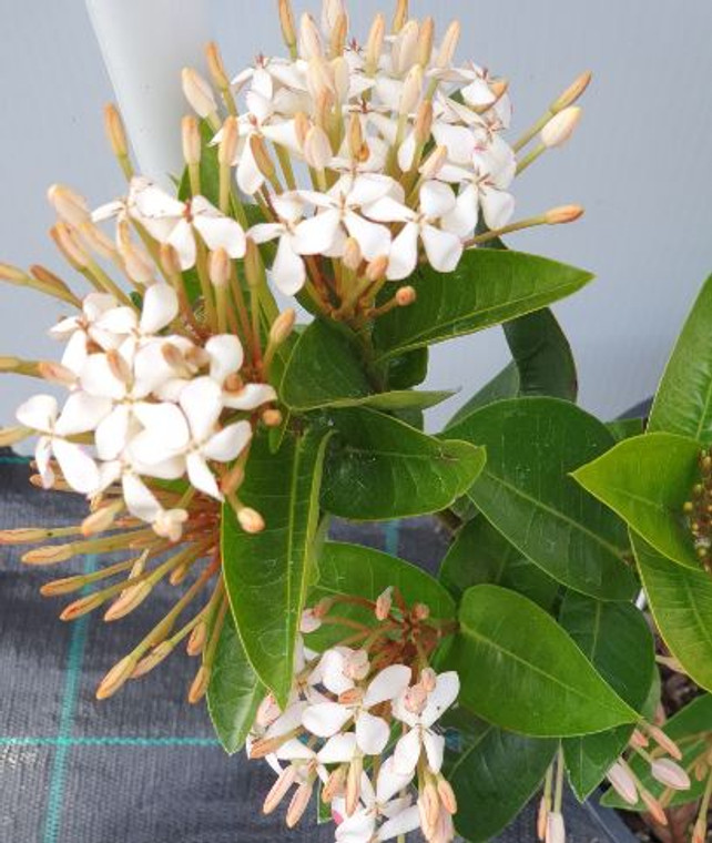 Ixora Kampon's Pride.  white ixora.