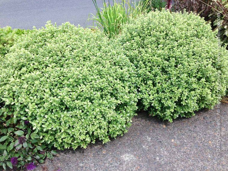 Pittosporum tenuifolium Golfball