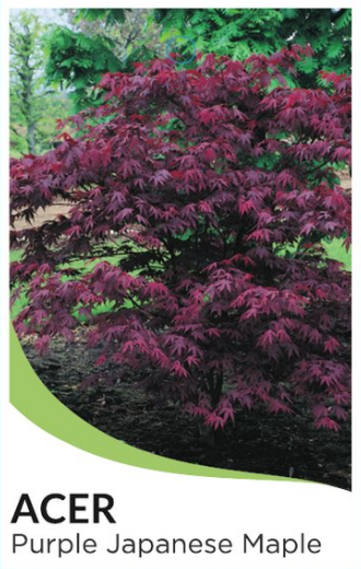 Purple Japanese Maple Acer Palmatum Atropurpurum