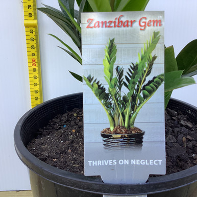 Zanzibar Gem Zamioculcas Zamiifolia