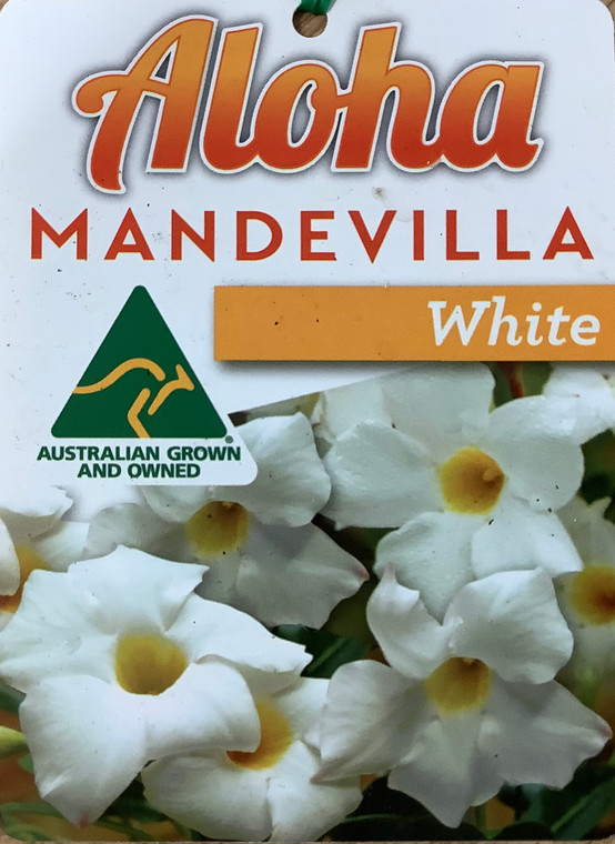 Aloha Mandevilla White