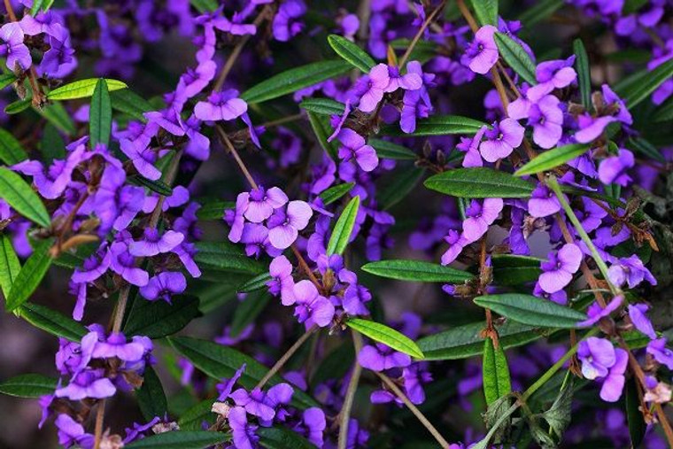 The purple flowers of pointed-leaved Hovea, also known as Purple Bush Pea.