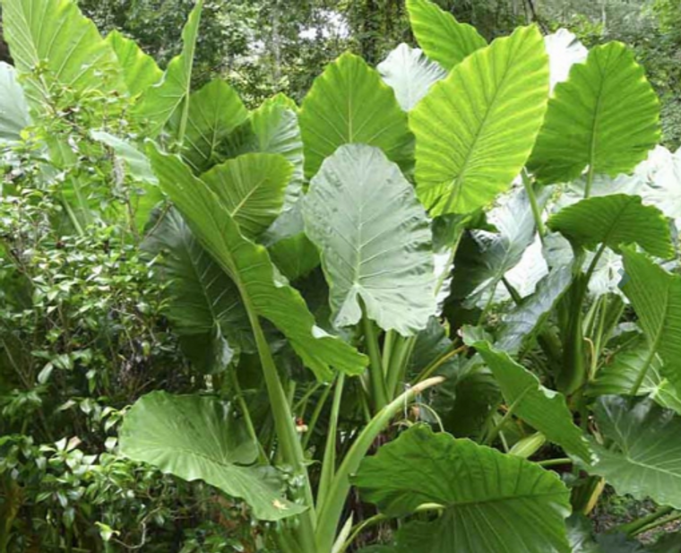 Giant Taro Alocasia Macrorrhiza