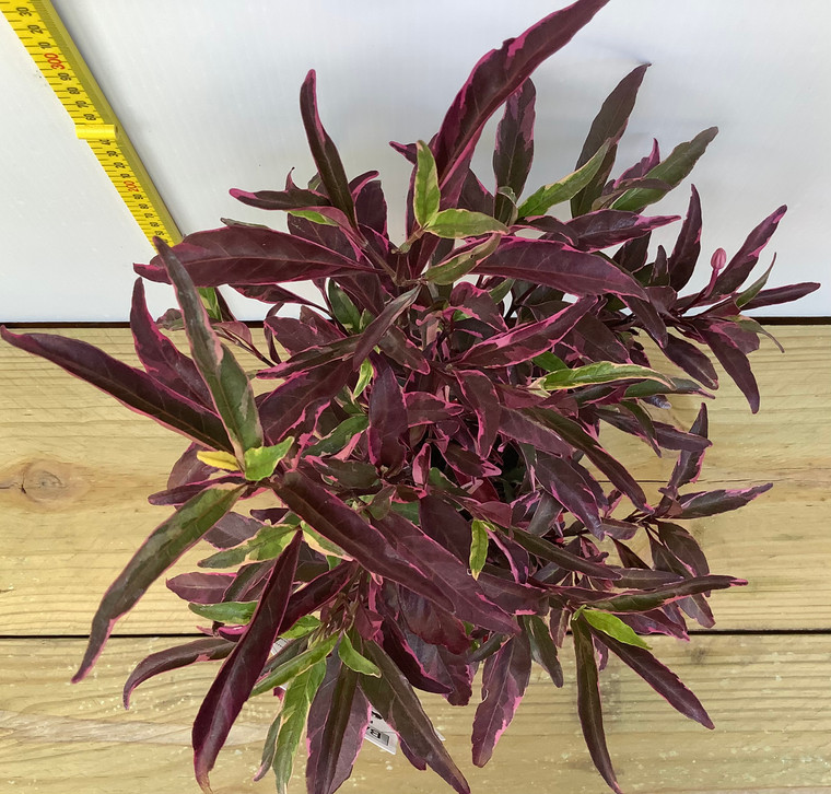 The purple and lime foliage of Barleria Purple Gem.