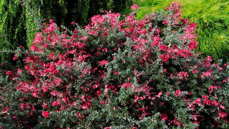 The growth habit of Grevillea Winter Delight, a flowering Australian Native that will attract birds to the garden.