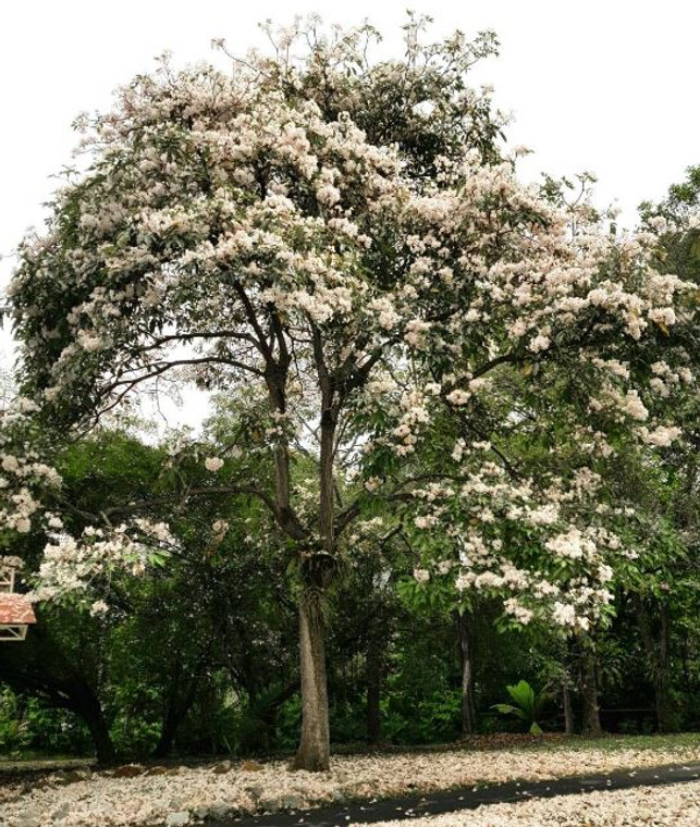 Tabebuia pallida.  Pale pink trumpet tree.