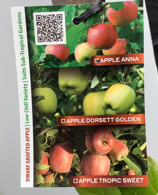 The front of the plant tag of dwarf apple tree "Anna".