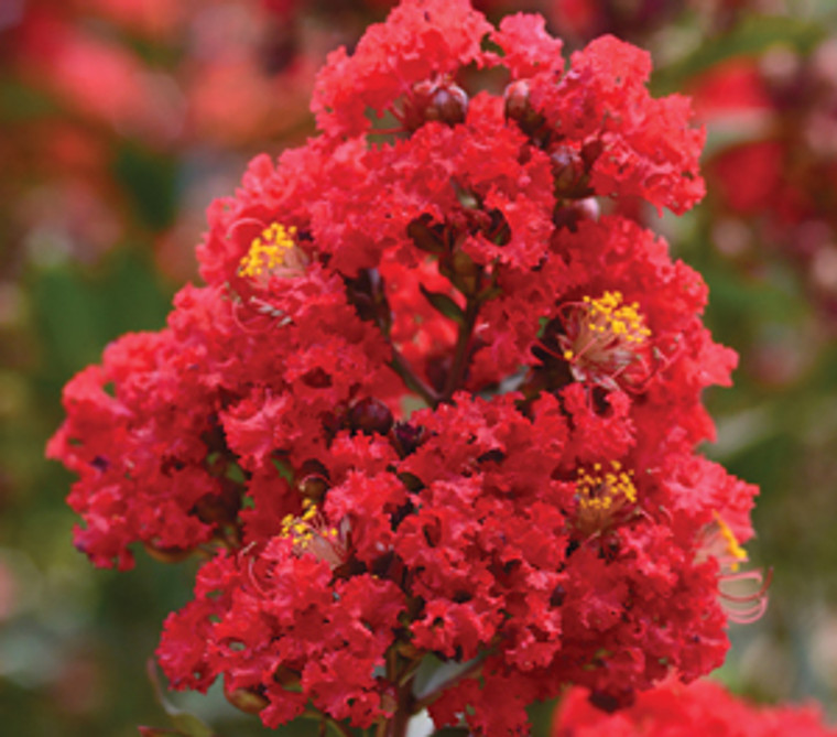 Crepe Myrtle Lagerstroemia Enduring Summer Red