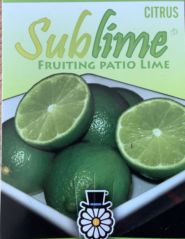 Citrus Sublime.   Patio lime tree.