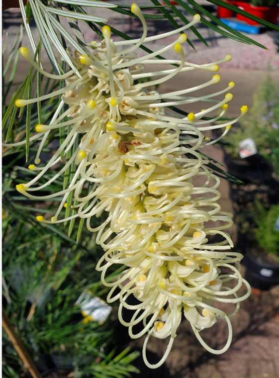 The flower of Grevillea Moonlight, an Australian Native plant.