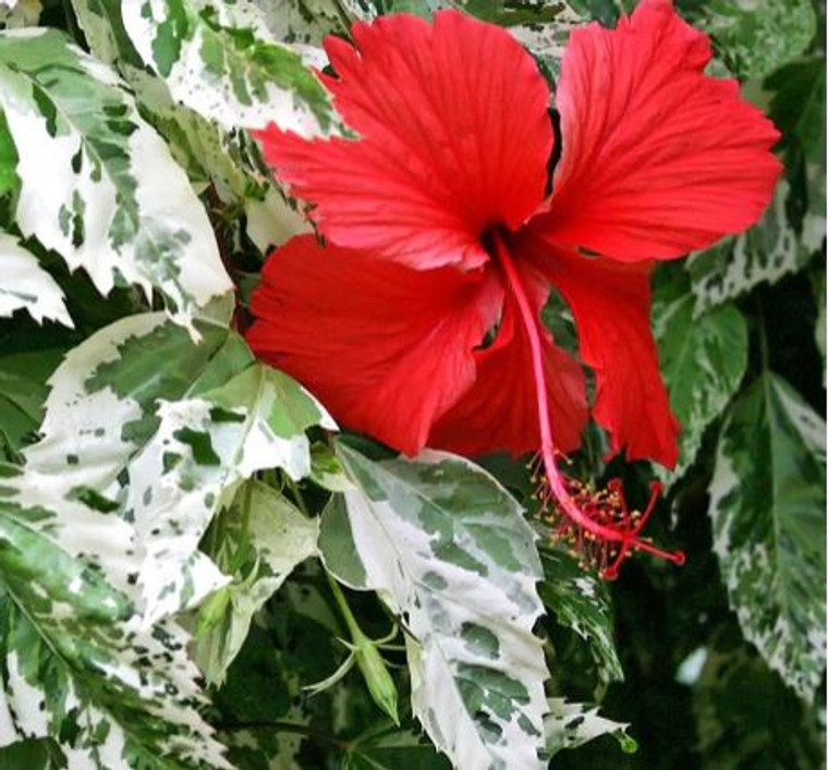 Hibiscus Snowflake