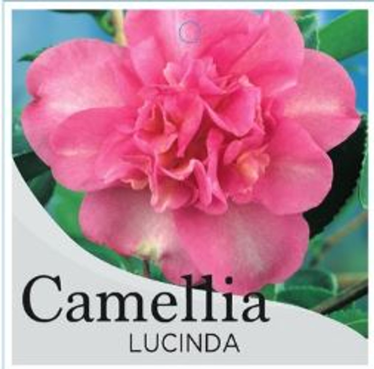 Camellia sasanqua Lucinda