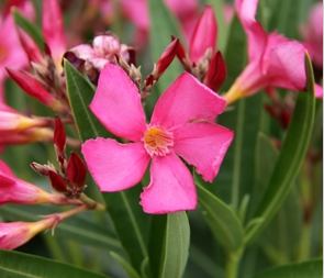 Oleander Catalina DWARF