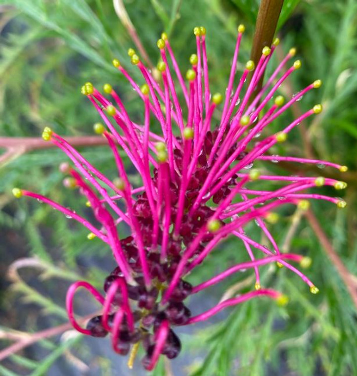 The flower of Grevillea Burgundy Beauty, an Australian Native plant.