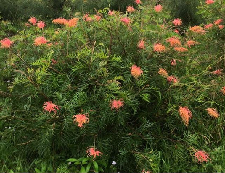 Grevillea Peach Melba in bloom.