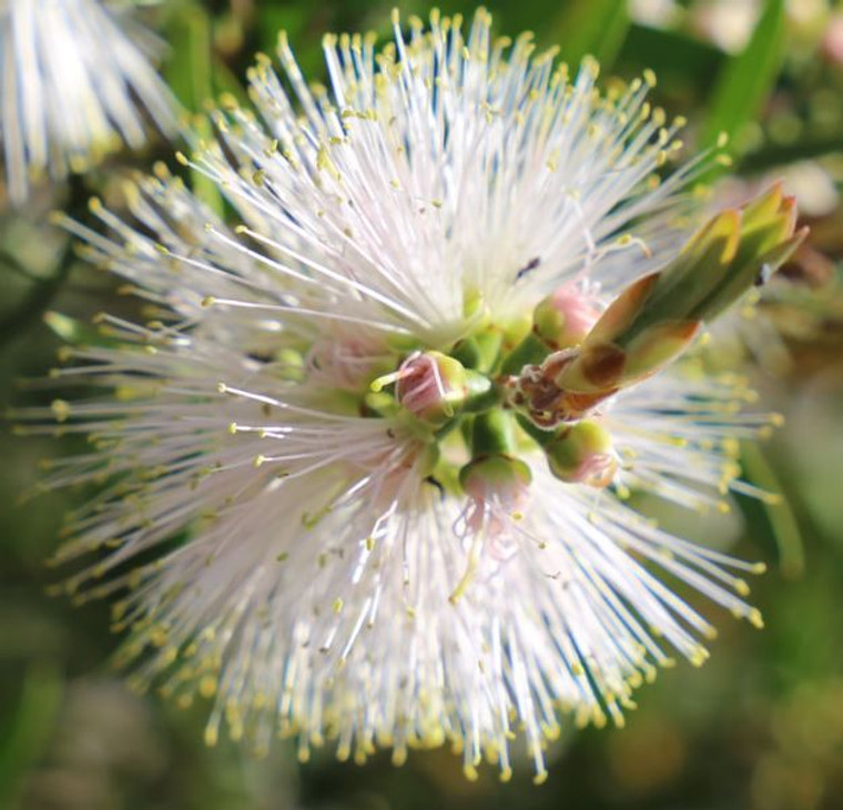 Callistemon Snow Burst.