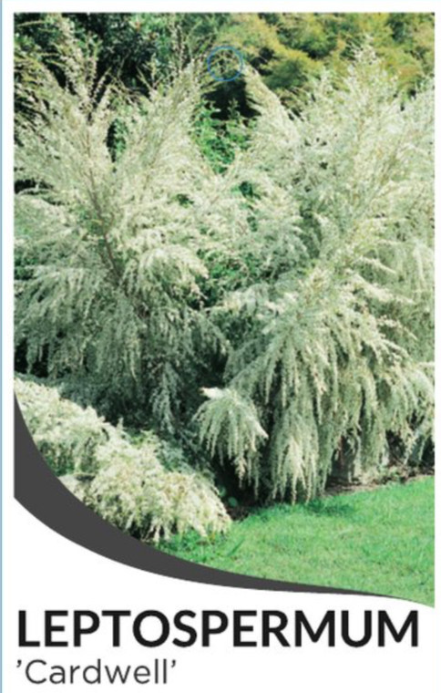 Leptospermum polygalifolium (syn. flavescens) "Cardwell" available from Princess Fancy-Plants in Chandler.