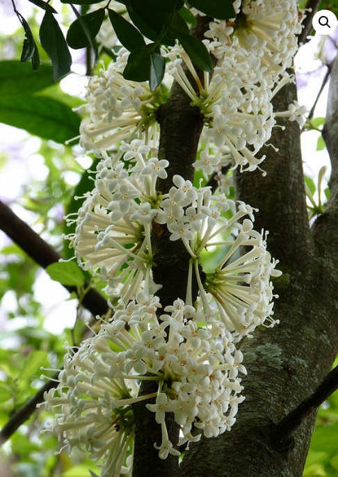 Scented Daphne (Phaleria clerodendron)