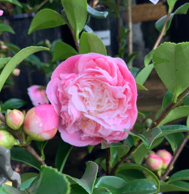 Flower of Camellia Sweet Emily Kate taken at Princess Fancy-Plants in Chandler, Brisbane.