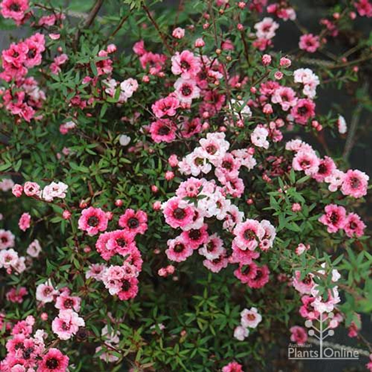 The flowers of Leptospermum Ballerina.