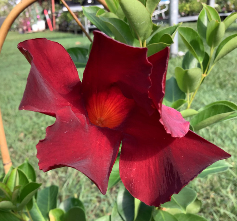 Mandevilla Opale Grenat