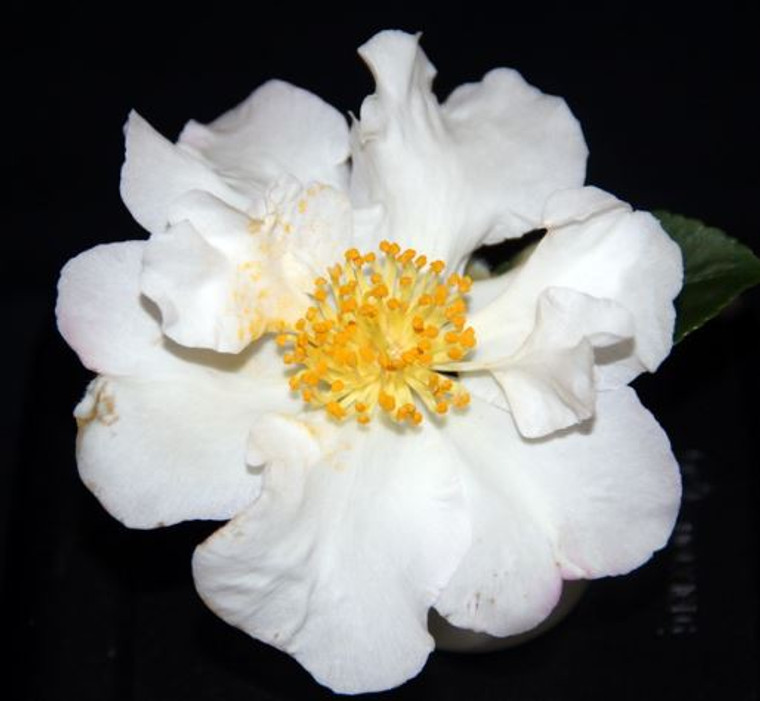 Camellia setsugekka