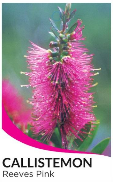 Callistemon Reeves Pink NATIVE