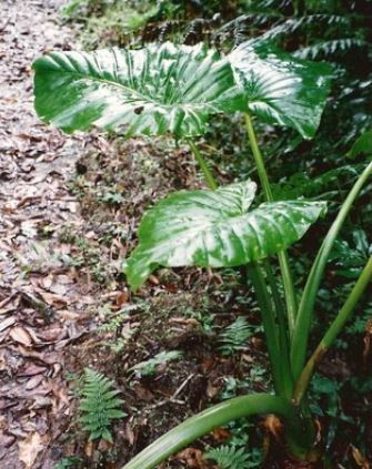 Elephant Ears Alocasia brisbanensis
