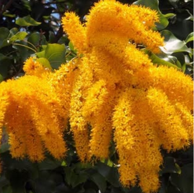 Crown of Gold Tree Barklya syringifolia NATIVE