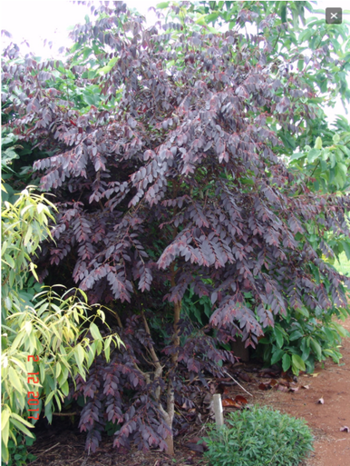 Breynia Ironstone Range NATIVE