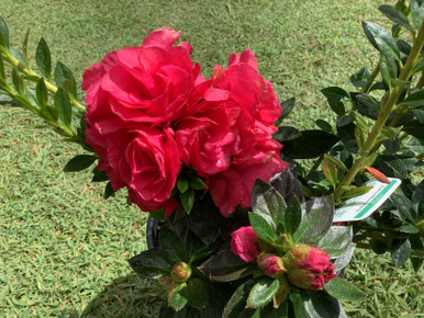 Azalea Ripples