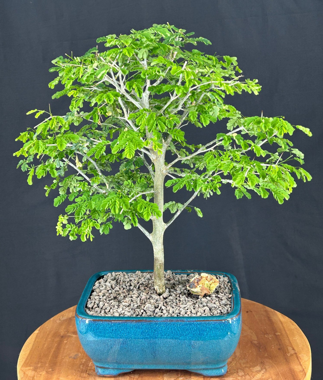 Flowering Brazilian Raintree Bonsai Tree Large (pithecellobium tortum ...
