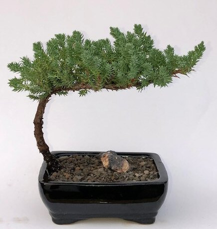 Juniper Bonsai Tree-Small   (Juniper Procumbens "nana") 