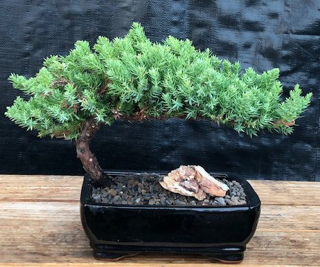 Juniper Bonsai Tree - Medium   (Juniper Procumbens "nana") 