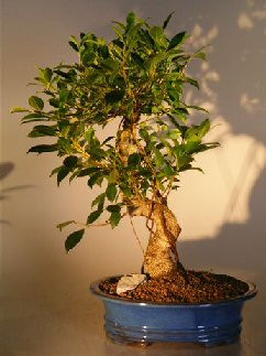 Ficus Retusa Bonsai Tree    Curved Trunk - Extra Large   (ficus retusa) 
